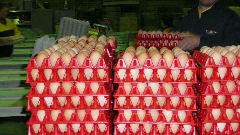 chicken egg production
