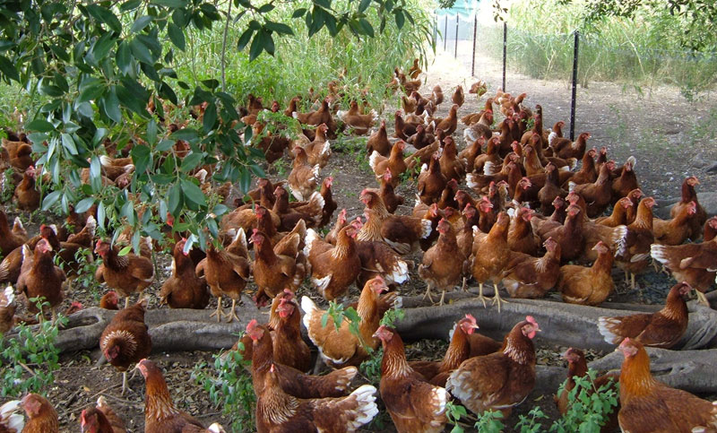 chicken egg production